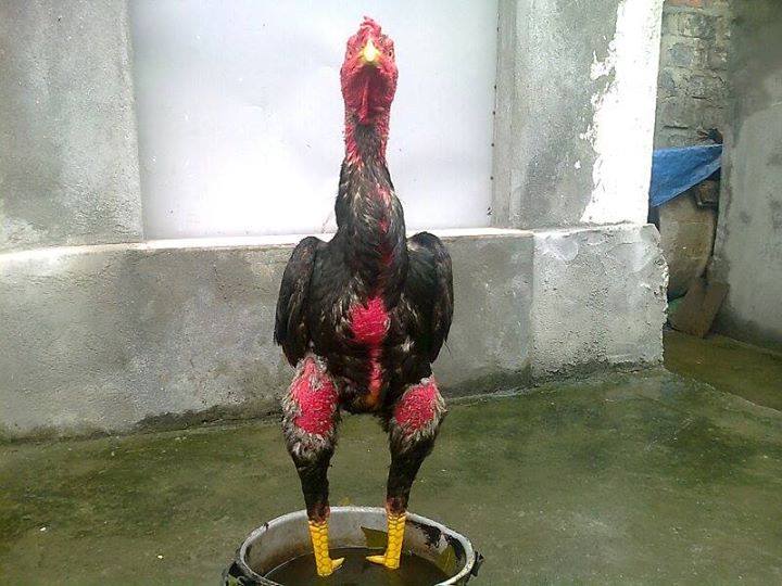 Cách chọn gà để đi thi đấu tại Thái Lan
