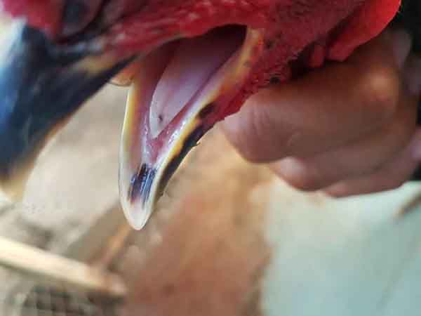 Gà lưỡi có bớt đen là giống gà gì?