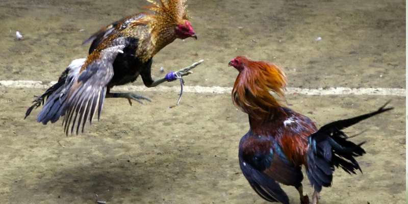 Lý Do Dagakv999 Được Đánh Giá Cao Trong Lĩnh Vực Đá Gà Cựa Sắt
