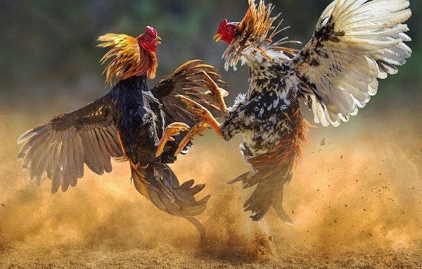 Các Mẹo Cược Đá Gà Hiệu Quả Tại Dagakv999
