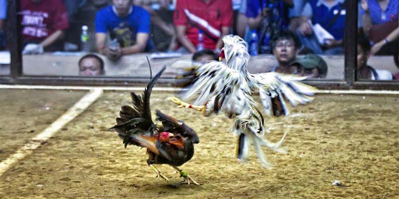 Các Loại Hình Cá Cược Đá Gà Nổi Bật Tại Nhà Cái GACAM67